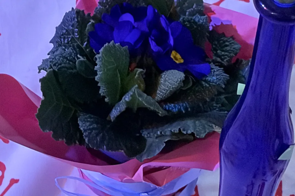 blaue Primel neben blauer Vase